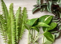 House Plant Variety Pack - 15 Rooted Indoor Plants for Home Decor & Air Purification