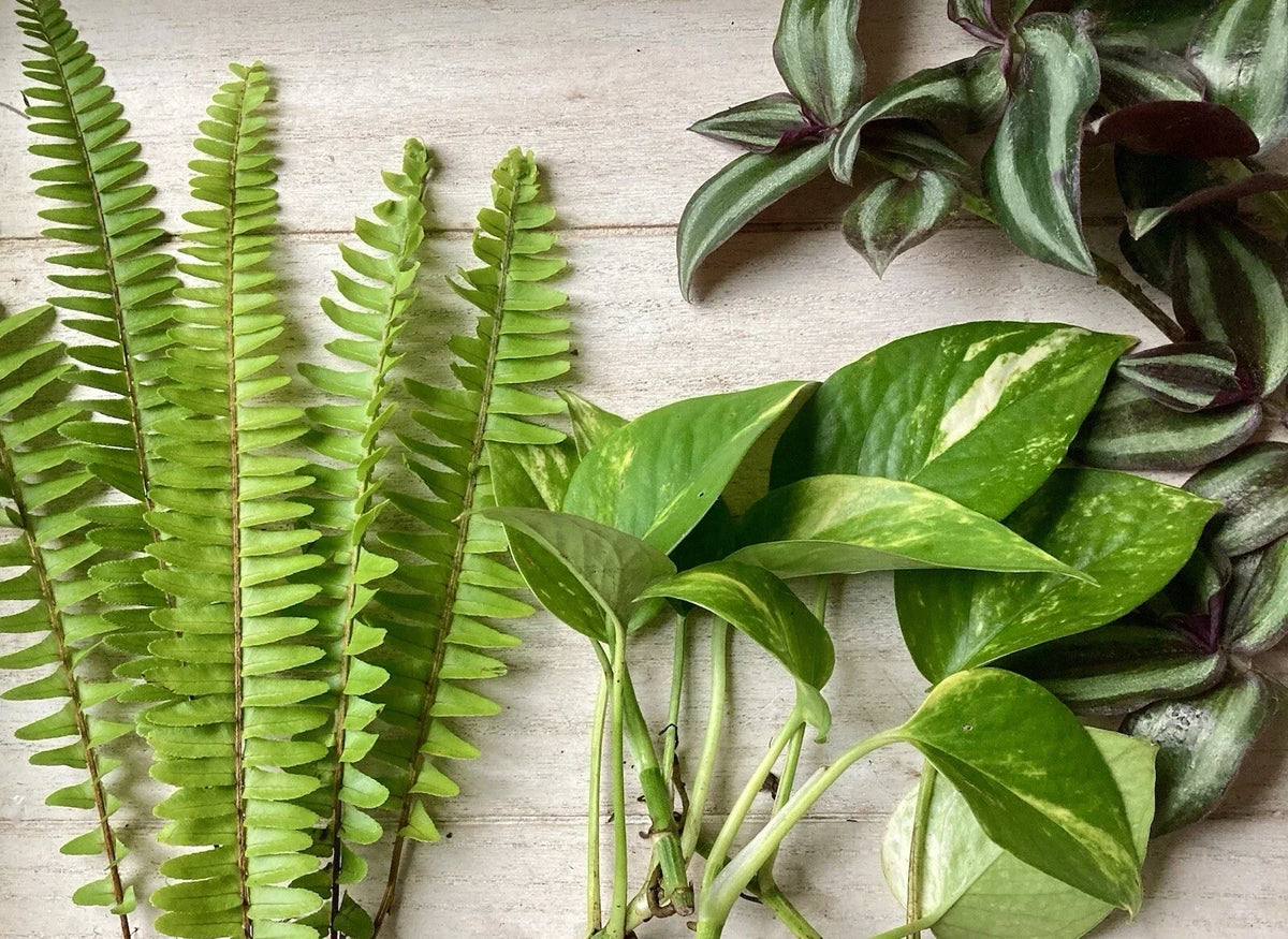 House Plant Variety Pack - 15 Rooted Indoor Plants for Home Decor & Air Purification