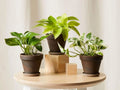 Rooted House Plants Starter Set – Variety Mix of 3" to 12" Indoor Greenery for Home Decor, Beginner-Friendly, Various Species