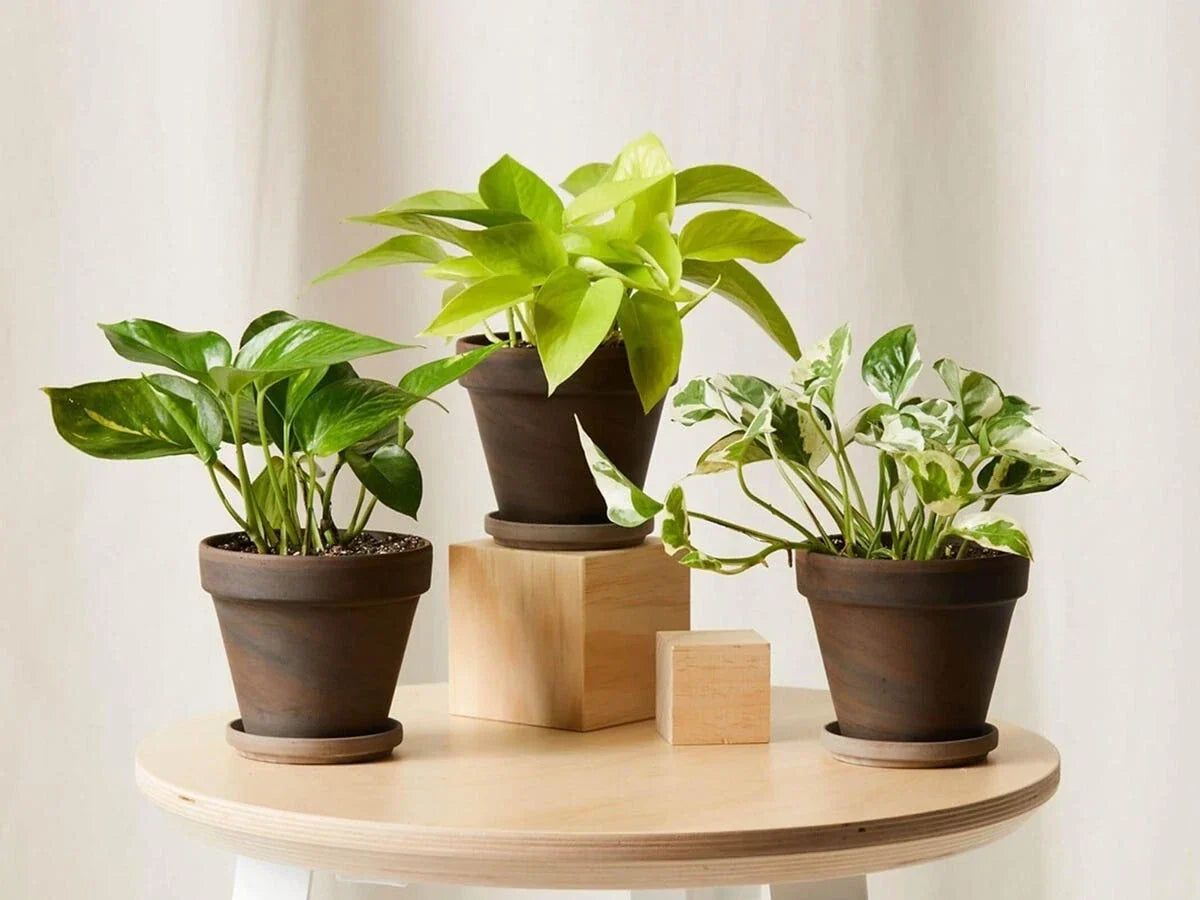 Rooted House Plants Starter Set – Variety Mix of 3" to 12" Indoor Greenery for Home Decor, Beginner-Friendly, Various Species
