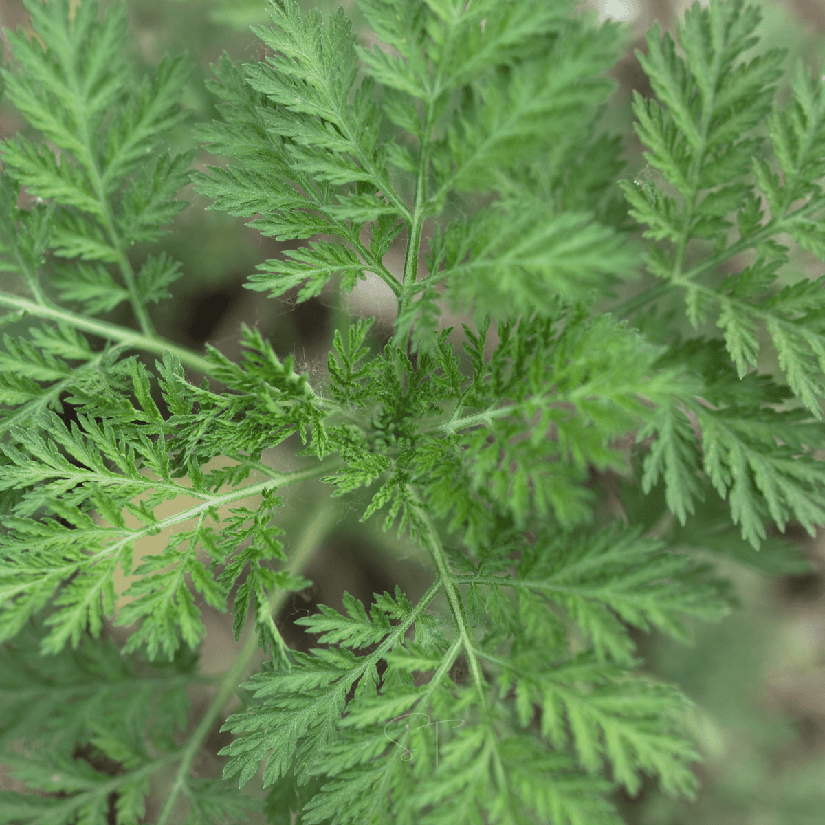 Sweet Annie – 50 Seeds