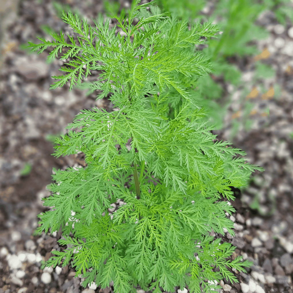 Sweet Annie – 50 Seeds