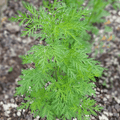 Sweet Annie – 50 Seeds
