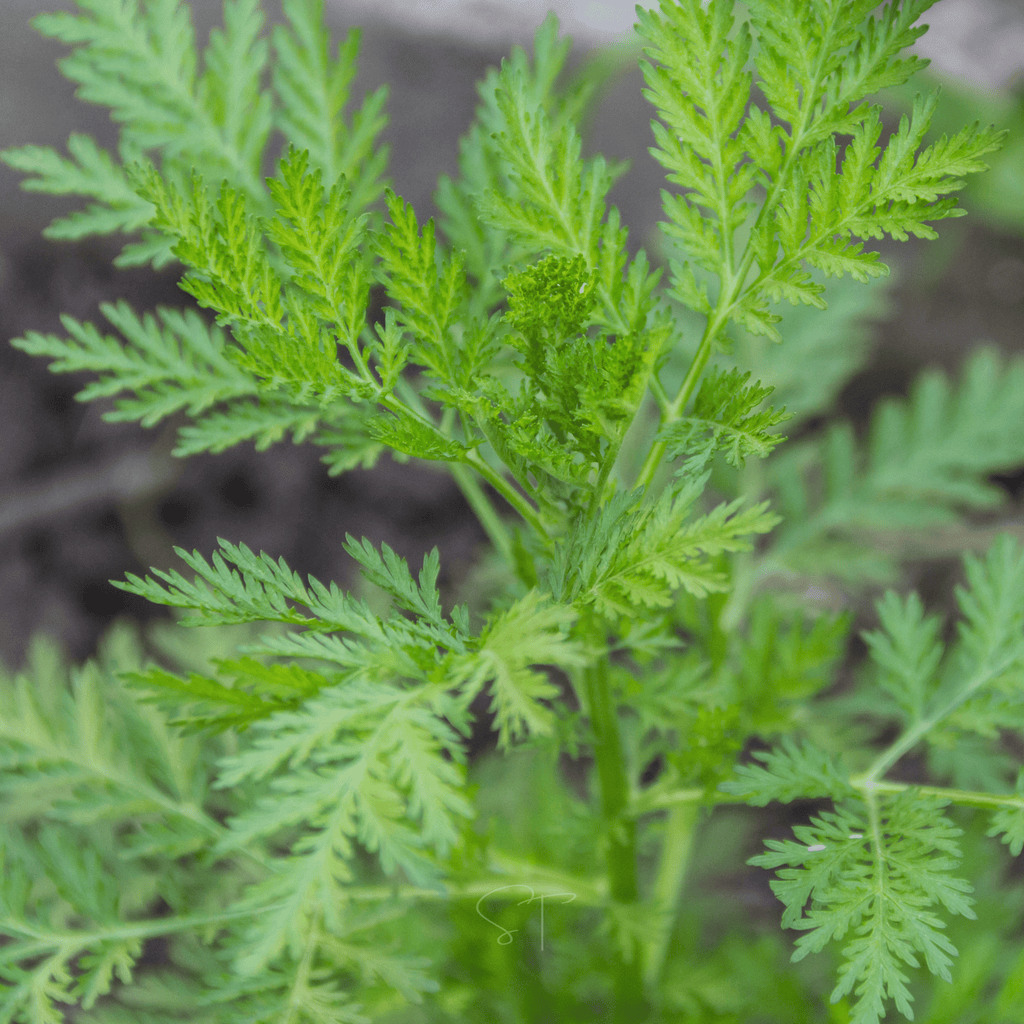 Sweet Annie – 50 Seeds