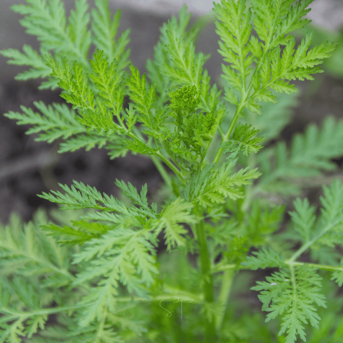 Sweet Annie – 50 Seeds